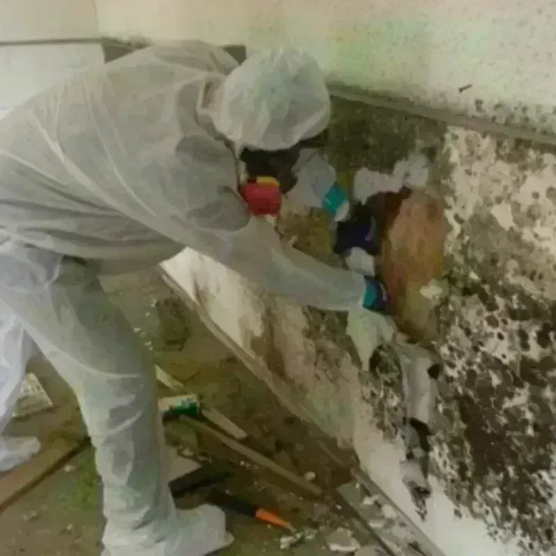 Mold Remediation and Removal in Wanchese, NC